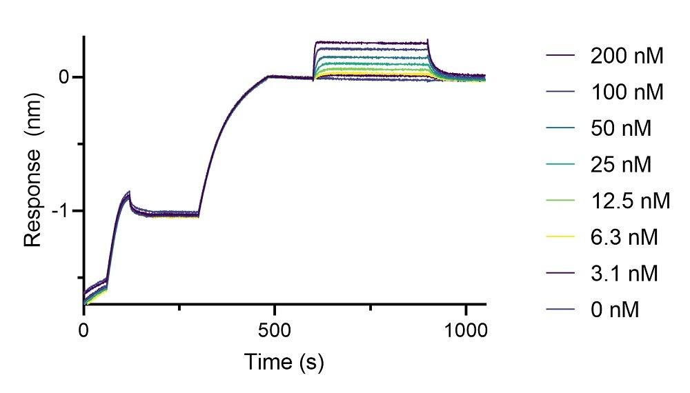 BLI binding kinetics of a mouse IgG1 anti-DYKDDDDK-tag antibody to a DYKDDDDK-tagged protein. A monoclonal mouse IgG1 anti-DYKDDDDK-tag antibody was immobilized using Nano-CaptureLigand mouse IgG1, Fc-specific VHH, biotinylated on FortéBio Streptavidin (SA) Biosensors and assayed with different concentrations of a DYKDDDDK-tagged protein.