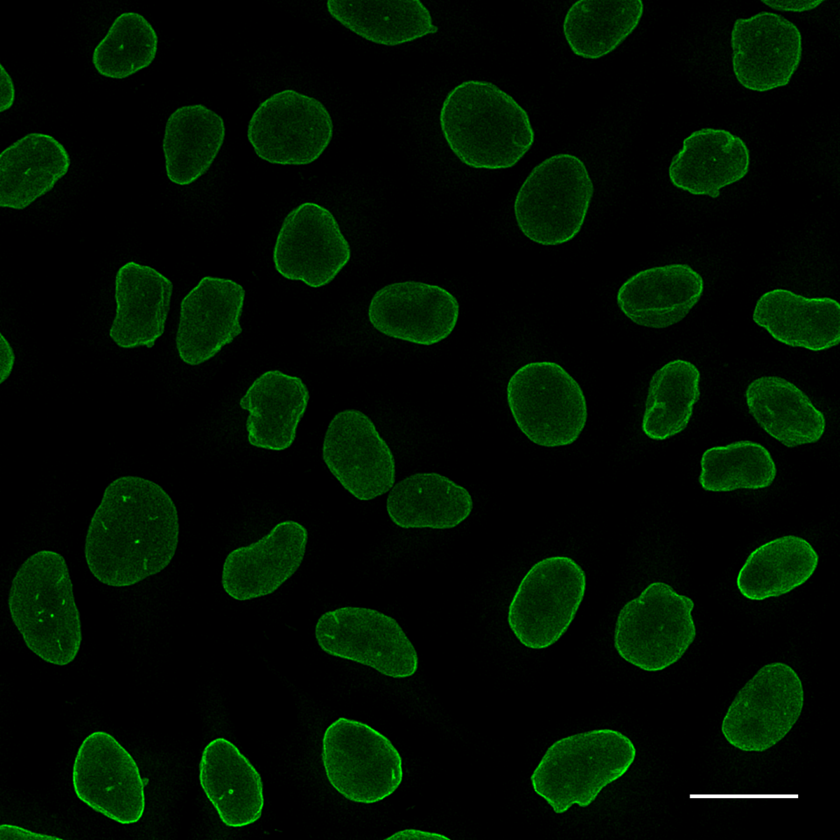 Immunostaining of nuclear lamina in HeLa cells with rabbit anti-Lamin B1 antibodiesand Nano-Secondary® alpaca anti-human IgG/anti-rabbit IgG, recombinant VHH, AlexaFluor® 488 [CTK0101, CTK0102] 1:1,000 (green). Scale bar, 20 µM.