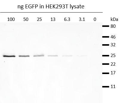 Western blot analysis of EGFP (EGFP-250, ChromoTek) added to HEK293T cell lysate.Detection with GFP antibody rabbit polyclonal [PABG1] (PABG1, ChromoTek) 1:1,000and Nano-Secondary® alpaca anti-human IgG/anti-rabbit IgG, recombinant VHH, AlexaFluor® 488 [CTK0101, CTK0102] 1:1,000.