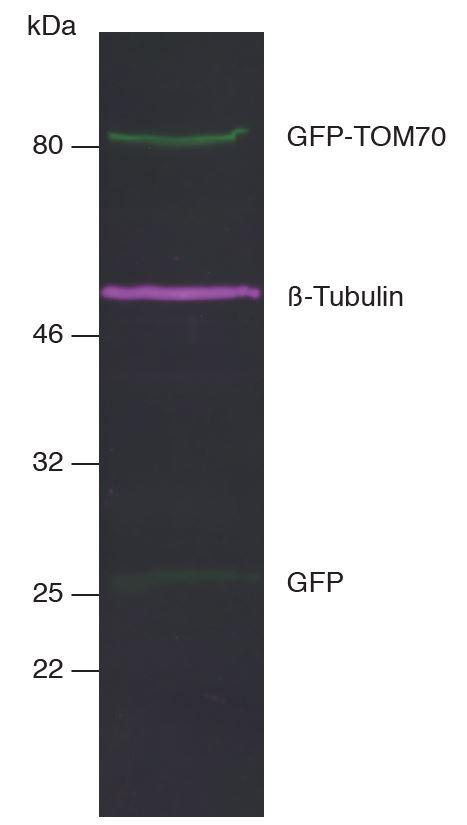Multiple Nano-Secondaries can be applied for multiplex fluorescent Western blotting. This allows multiple targets to be analyzed simultaneously on the same blot at the same time. Multiplex fluorescent Western blot of GFP-TOM70, β-Tubulin, and GFP in HEK293T cell lysate. Western blot membrane was simultaneously incubated with primary antibodies and Nano-Secondaries. Green: rabbit anti-GFP (ChromoTek PABG1) + Nano-Secondary alpaca anti-rabbit IgG Alexa Fluor® 488. Magenta: mouse anti-β-Tubulin + Nano-Secondary alpaca anti-mouse IgG2b Alexa Fluor® 647.