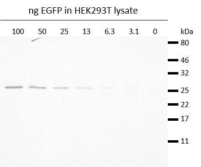 Western blot analysis of EGFP (EGFP-250, ChromoTek) added to HEK293T cell lysate.Detection with GFP antibody rabbit polyclonal [PABG1] (PABG1, ChromoTek) 1:1,000 and Nano-Secondary® alpaca anti-rabbit IgG, recombinant VHH, Alexa Fluor® 568[CTK0101, CTK0102] 1:1,000.