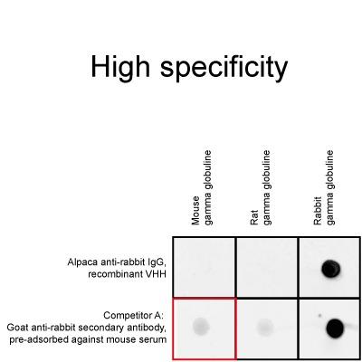 ChromoTek's Nano-Secondary alpaca anti-rabbit IgG is highly specific and binds only rabbit gamma immunoglobulins (IgG). In contrast, competitor A’s goat anti-rabbit IgG antibody shows unwanted cross-reactivity to mouse IgGs (red square) despite its pre-adsorption against mouse serum.