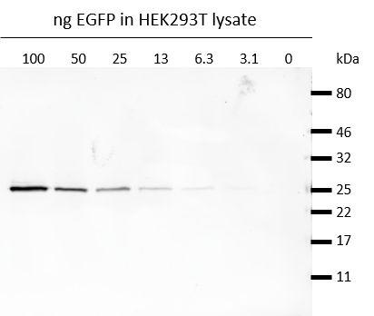 Western blot analysis of EGFP (EGFP-250, ChromoTek) added to HEK293T cell lysate.Detection with GFP antibody rabbit polyclonal [PABG1] (PABG1, ChromoTek) 1:1,000 and Nano-Secondary® alpaca anti-human IgG/anti-rabbit IgG, recombinant VHH, Alexa Fluor® 647 [CTK0101, CTK0102] 1:1,000.