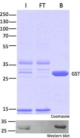 Immunoprecipitation of GST with GST-Trap. Note effective pull-down of GST-fusion proteins: No GST-fusions left in non-bound (FT) lane in Western Blot. I: Input, FT: Flow-Through, B: Bound