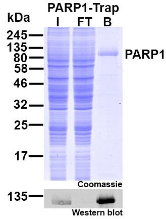 Immunoprecipitation of PARP1 with PARP1-Trap. I: Input, FT: Flow-through, B: Bound