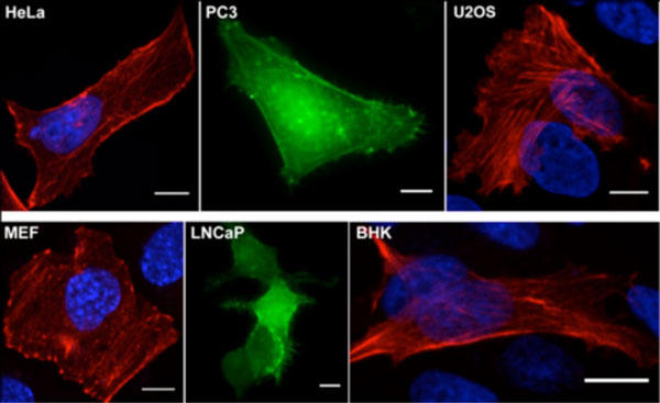 Actin visualization in HeLa, PC3, U2OS, MEF, LNCaP, and BHK cells using Actin-Chromobody: Fluorescent microscopy images of cells transfected with Actin-Chromobody; green: TagGFP2, red: TagRFP（Evrogen）, and blue: DAPI counterstain.