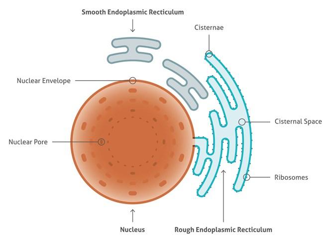 小胞体の構造