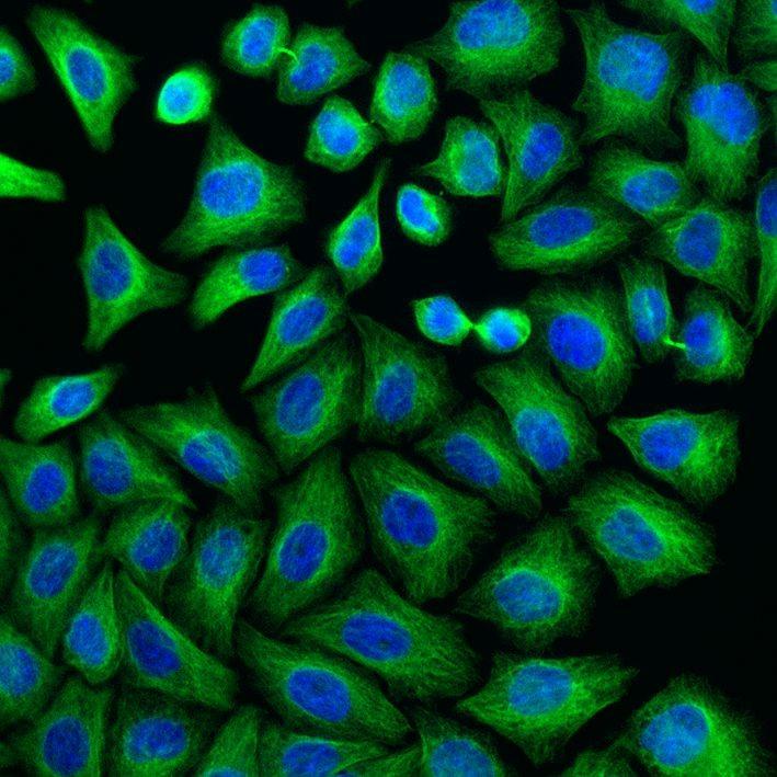 PFA固定HeLa細胞の免疫蛍光染色。緑：FlexAble CoraLite® Plus 488 Kit（品番：KFA021）で標識したTubulin alpha抗体。青：DAPI。