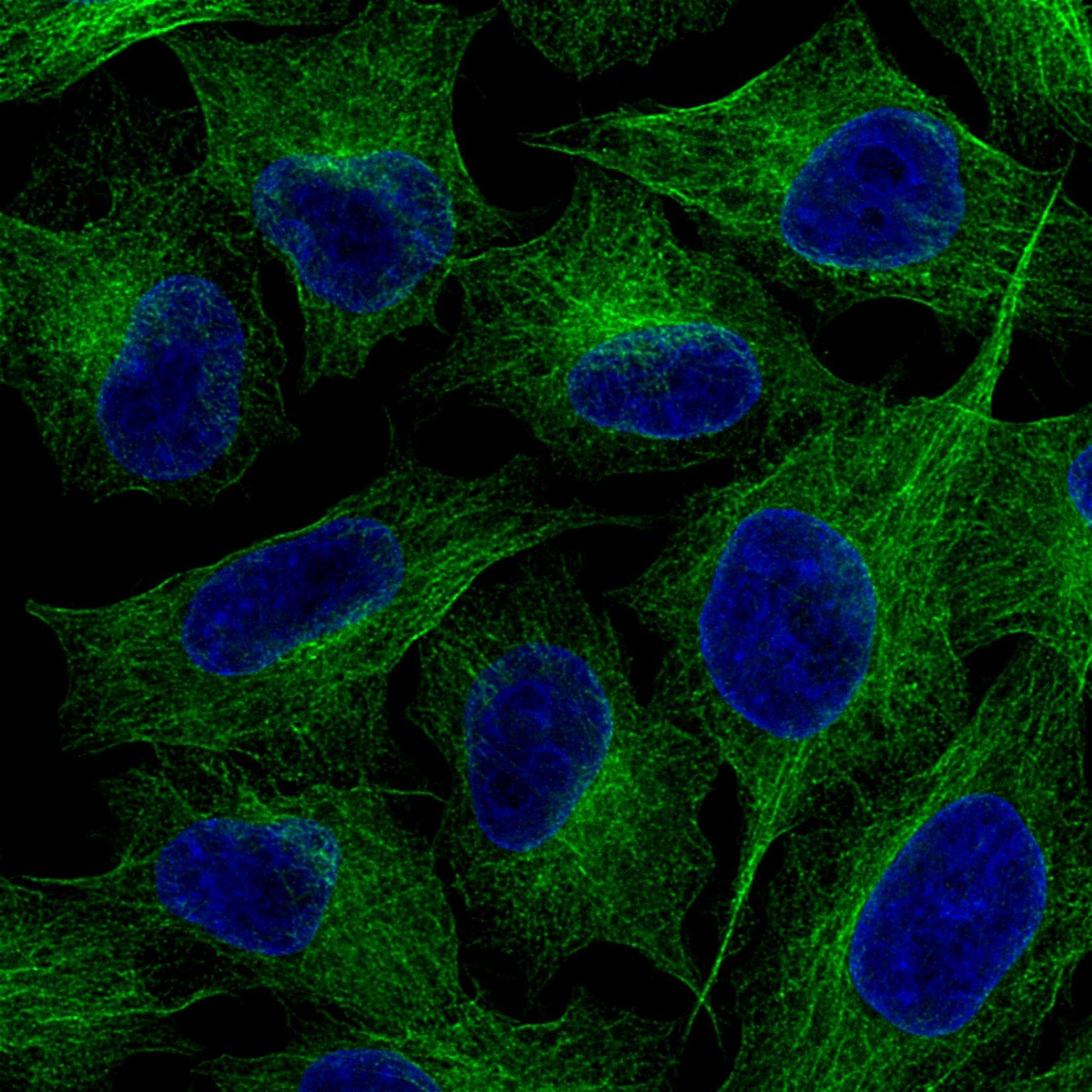 PFA固定HeLa細胞の免疫蛍光染色。緑：FlexAble CoraLite® Plus 488 Kit（品番：KFA041）で標識したTubulin抗体（品番：66240-1-Ig）。青：DAPI。