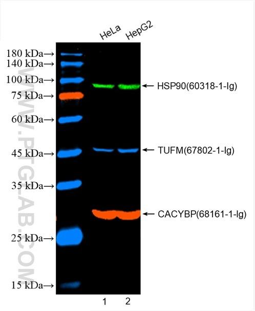 HeLa細胞およびHepG2細胞ライセートのWB（ウェスタンブロット）。緑：FlexAble CoraLite® Plus 488 Kit（品番：KFA041）で標識したHSP90抗体（品番：60318-1-Ig）。赤：FlexAble CoraLite® Plus 555 Kit（品番：KFA042）で標識したCACYBP抗体（品番：68161-1-Ig）。青：FlexAble CoraLite® Plus 647 Kit（品番：KFA043）で標識したTUFM抗体（品番：67802-1-Ig）。
