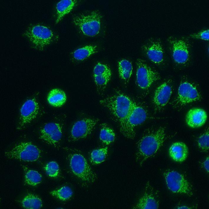 PFA固定HeLa細胞の免疫蛍光染色。緑：FlexAble CoraLite® Plus 488 Kit（品番：KFA001）で標識したTOM70抗体（品番：14528-1-AP）。青：DAPI。
