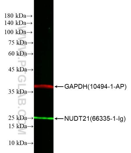 HEK293細胞ライセートのWB（ウェスタンブロット）。緑：FlexAble CoraLite® Plus 488 Kit（品番：KFA021）で標識したNUDT21抗体（品番：66335-1-Ig）。赤：FlexAble CoraLite® Plus 750 Kit（品番：KFA004）で標識したGAPDH抗体（品番：10494-1-AP）。