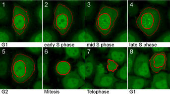 Cell Cycle-Chromobody signal during the cell cycle: In G1, the Chromobody signal is homogeneously distributed throughout the nucleus and cytoplasm. During S phase it accumulates in the nucleus and visualizes the formation of replication foci. In G2, the foci disappear and the cell divides (mitosis).