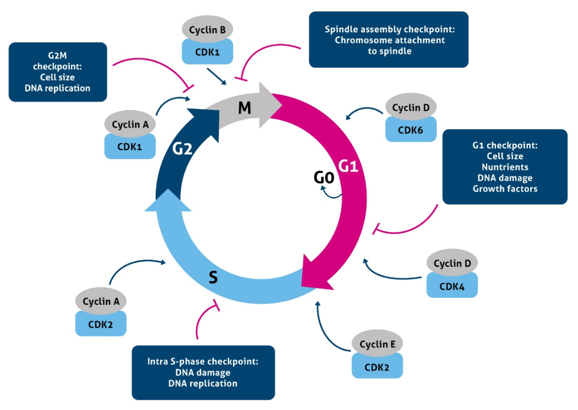細胞周期とチェックポイント制御因子 | サイクリン/CDKを図で ...