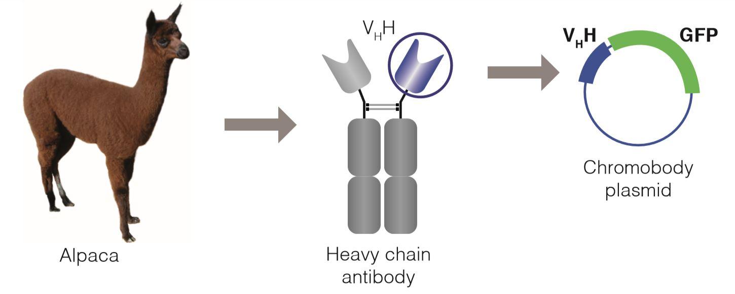 クロモボディは、アルパカ由来のターゲット特異的VHH抗体と蛍光タンパク質（TagRFPまたはTagGFP、EGFP）の融合体です。クロモボディプラスミドとして入手できます。