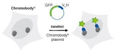 クロモボディプラスミドのトランスフェクション後、細胞はクロモボディを発現し、ターゲットタンパク質を標識します。