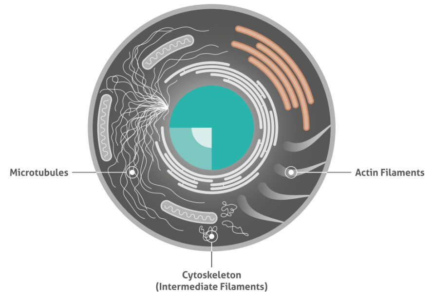 細胞骨格マーカー 3種類のタンパク質をわかりやすく図で解説 よく使われる抗体もご紹介 コスモ バイオ株式会社