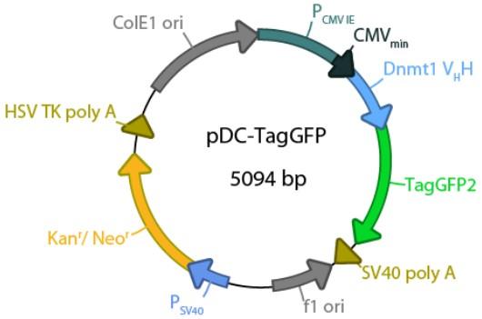 pDC-TagGFP