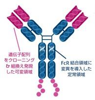 PGI_fczero-rab-antibody-multicolor-flow-cytometry-panel_1.jpg