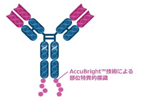 PGI_fczero-rab-antibody-multicolor-flow-cytometry-panel_4.jpg