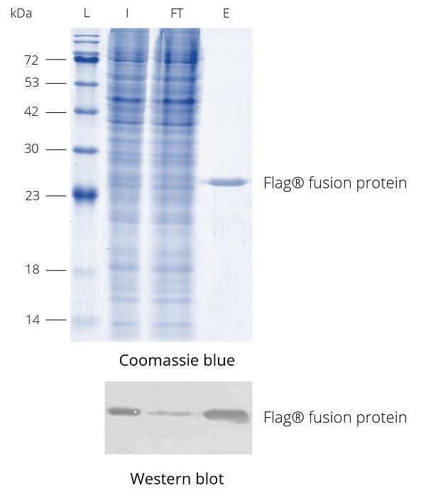 DYKDDDDK Fab-Trap™ was used for immunoprecipitation of Flag®-tagged protein from HEK293T cell lysate. During elution with 3xDYKDDDDK-peptide (fp-1) the enriched Flag® fusion protein is released from DYKDDDDK Fab-Trap™. Western blot was probed with DYKDDDDK tag Polyclonal antibody (Binds to FLAG® tag epitope) (Proteintech, 20543-1-AP) and Nano-Secondary® alpaca anti-human IgG/anti-rabbit IgG, recombinant VHH, Alexa Fluor® 488 [CTK0101, CTK0102] (srbAF488-1). L: Prestained protein marker (Proteintech, PL00001), I: Input, FT: Flow-Through, E: Elution.
