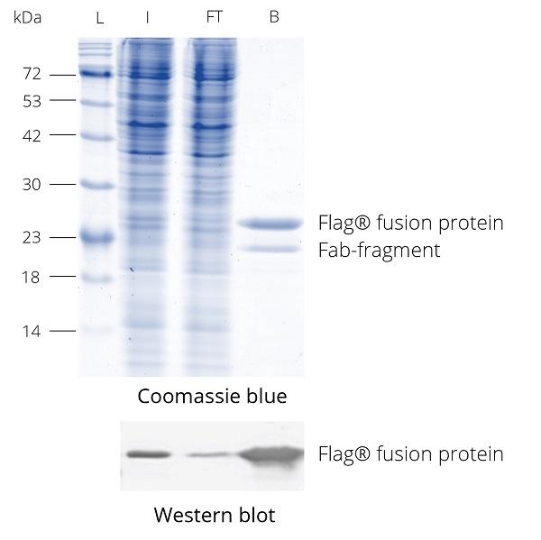 DYKDDDDK Fab-Trap™ was used for immunoprecipitation of Flag®-tagged protein from HEK293T cell lysate. During elution with 2x SDS-sample buffer the enriched Flag® fusion protein and Fab-fragment are released from DYKDDDDK Fab-Trap™. Western blot was probed with DYKDDDDK tag Polyclonal antibody (Binds to FLAG® tag epitope) (Proteintech, 20543-1-AP) and Nano-Secondary® alpaca anti-human IgG/anti-rabbit IgG, recombinant VHH, Alexa Fluor® 488 [CTK0101, CTK0102] (srbAF488-1). L: Prestained protein marker (Proteintech, PL00001), I: Input, FT: Flow-Through, B: Bound.