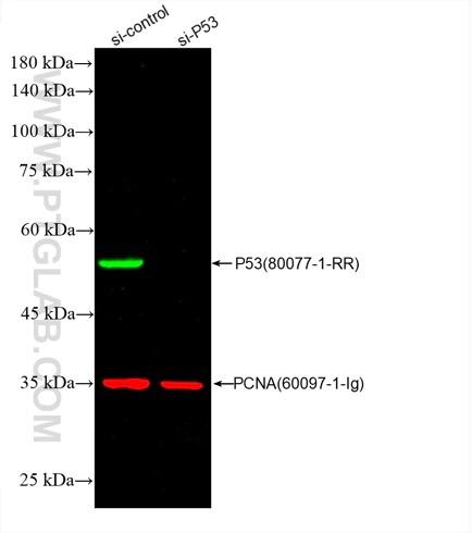 A431細胞ライセートのWB（ウェスタンブロット）：siRNAをトランスフェクションしたA431細胞のライセートを使用した。緑：FlexAble CoraLite® Plus 555 Kit（品番：KFA002）で標識したP53抗体（品番：80077-1-RR）。赤：FlexAble CoraLite® Plus 647 Kit（品番：KFA023）で標識したPCNA抗体（品番：60097-1-Ig）。