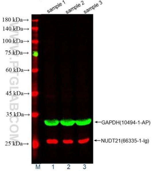HeLa細胞ライセートのWB（ウェスタンブロット）。緑：FlexAble CoraLite® Plus 555 Kit（品番：KFA002）で標識したGAPDH抗体（品番：10494-1-AP）。赤：FlexAble CoraLite® Plus 647 Kit（品番：KFA023 ）で標識したNUDT21抗体（品番：66335-1-Ig）。