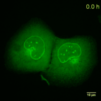 U2OS cell line expressing Lamin-Chromobody fused to the green fluorescent protein TagGFP2