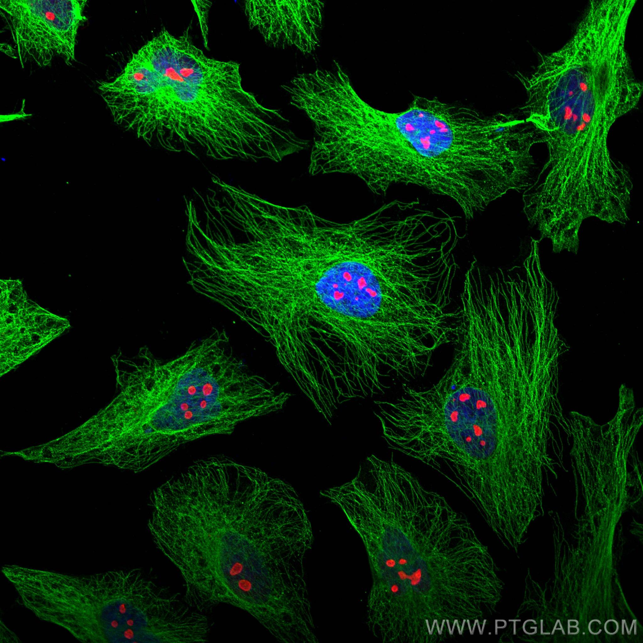 MCF-7細胞を用いたAlpha TubulinとNPM1の免疫蛍光染色（IF）結果