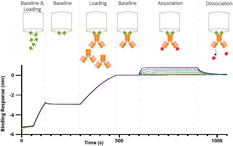 図1. BLIを用いた抗体（ウサギIgG）とその標的のカイネティクス解析。<br />ウサギIgGをキャプチャーするためにNano-CaptureLigand™をストレプトアビジンコートバイオセンサーチップに結合させた。