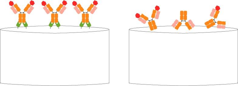 図5. 左：Nano-CaptureLigand™ を使用した抗体の部位特異的で固定化方法。抗体のビオチン化は必要ありません。キャプチャーされた全ての抗体は均一に配向します。右：リガンド抗体を直接ビオチン化する方法は、抗体のランダムな非配向的な固定化をもたらします。ランダムなビオチン化は、抗体のパラトープの修飾、ターゲットへの結合を損なう配向での抗体固定化をもたらす可能性があります。固定化抗体の一部のみが標的に結合します。