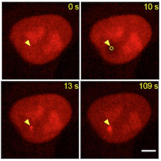 Time series of imaging DNA damage in HeLa cells after microirradiation: The PARP1-Chromobody allows real-time monitoring of PARP1 recruitment to the location of DNA damage after microirradiation （yellow triangle）in living cells.