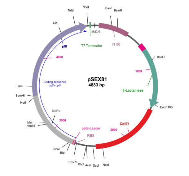 Phagemid Vector pSEX81