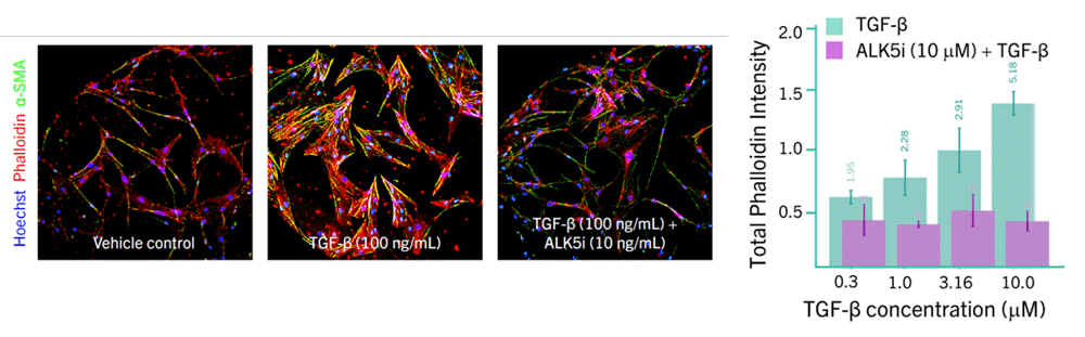 PHE_lung_fibrosis_assay_fig6.gif