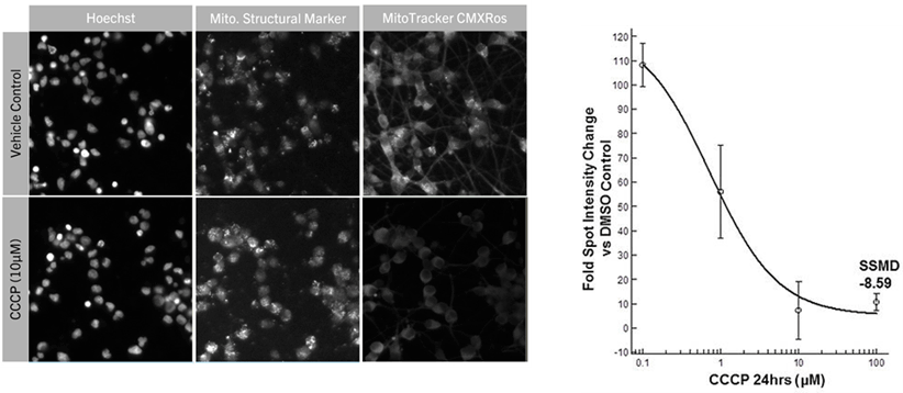 PHE_neural_mitochondria_assay_fig4.gif