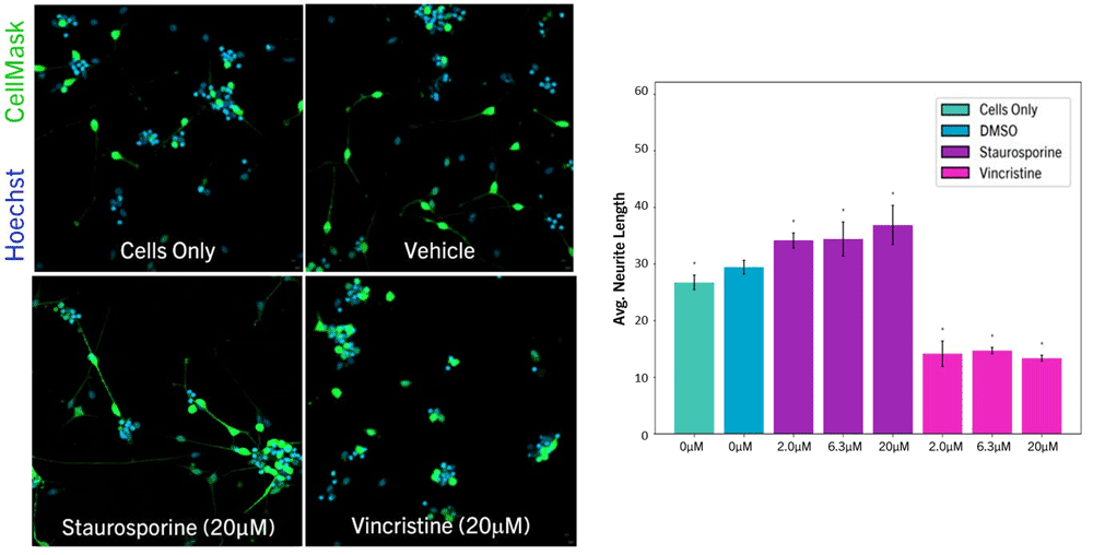 PHE_neurite_outgrowth_network_dynamics_assay_fig2
