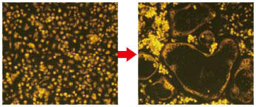POLARIC（TM）で染色したラット骨髄単球を破骨細胞分化培地で培養