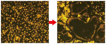 POLARIC™-stained rat bone marrow monocytes cultured in osteoclast differentiation medium