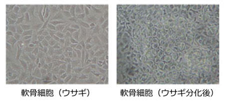 Chondrocytes (rabbit) (after rabbit differentiation)