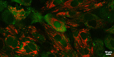 Wave-like fluorescence of Fluo-8