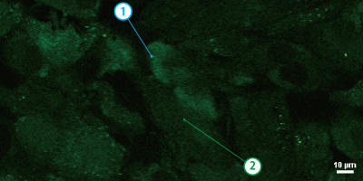 Fluorescence intensity of Fluo-8, a calcium indicator, measured at two different points