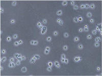 株化ミクログリアRa2細胞