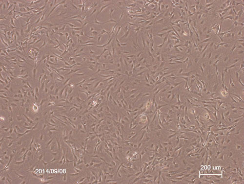 Rat Subcutaneous Fat-derived Mesenchymal Stem Cells Day 5 of Culture