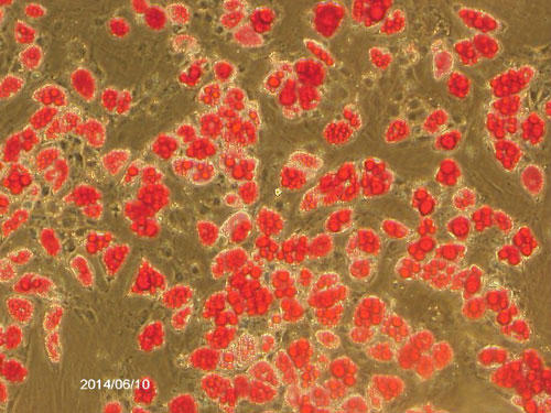 Staining adipogenic rat subcutaneous adipose-derived mesenchymal stem cells with a lipid assay kit