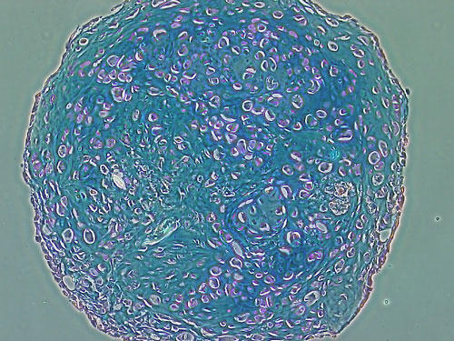 Alcian blue staining of cartilage-differentiated rat bone marrow-derived mesenchymal stem cells