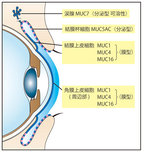 眼表面に発現しているムチンの種類