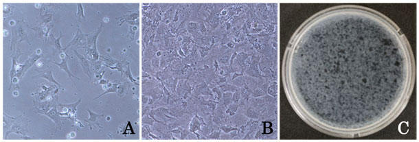 Figure 1.  cell morphology