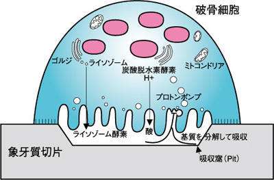 Pit formation assay