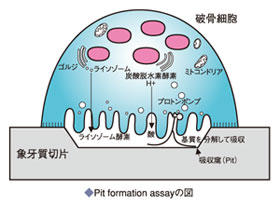 Pit formation assay̐}